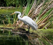 2016 06 11 WildLife MPLS 043